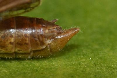 Euchorthippus elegantulus