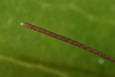 Euchorthippus elegantulus