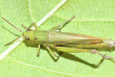 Chorthippus dorsatus