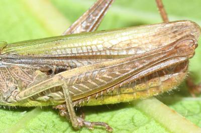 Chorthippus dorsatus