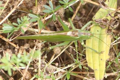 <i>Tettigonia viridissima</i>
