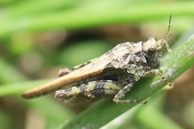 Tetrix ceperoi