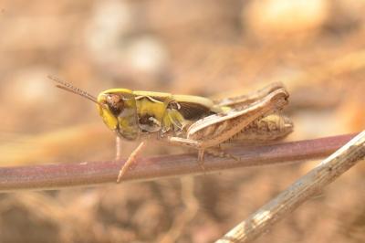 Omocestus petraeus