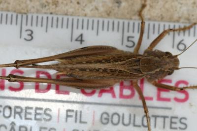 <i>Platycleis albopunctata</i>