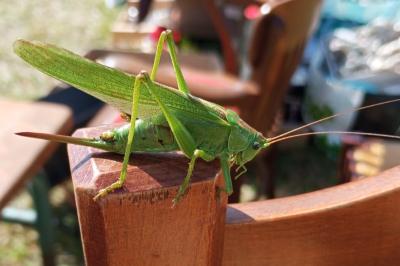 <i>Tettigonia viridissima</i>