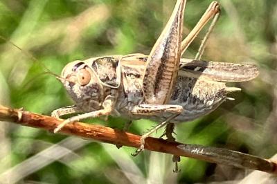 <i>Tessellana tessellata</i>