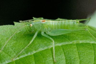 <i>Meconema meridionale</i>