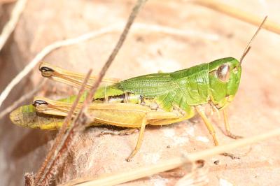 Pseudochorthippus parallelus