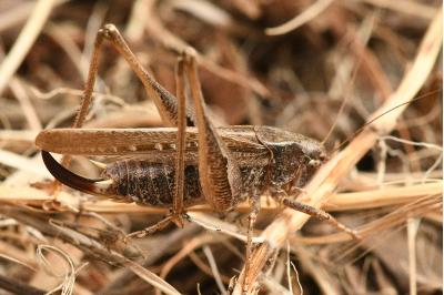 <i>Platycleis albopunctata</i>