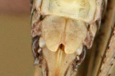 <i>Platycleis albopunctata</i>