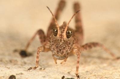<i>Tetrix undulata</i>