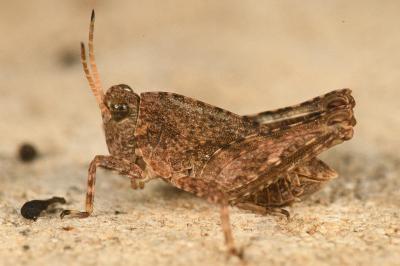 Tetrix undulata