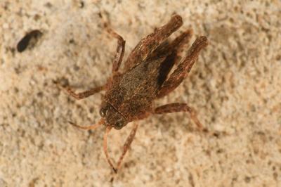 <i>Tetrix undulata</i>