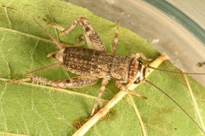 <i>Eumodicogryllus bordigalensis</i>