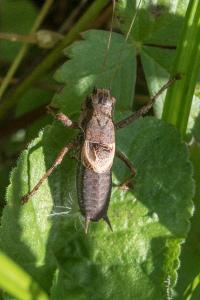 <i>Pholidoptera griseoaptera</i>