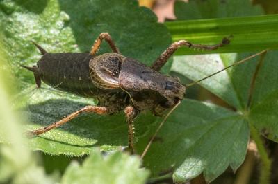 <i>Pholidoptera griseoaptera</i>