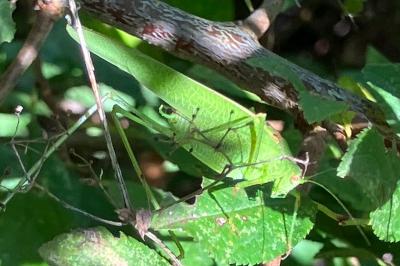 <i>Phaneroptera</i>