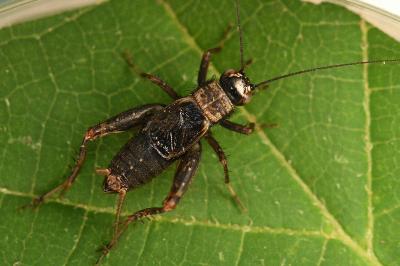 <i>Nemobius sylvestris</i>