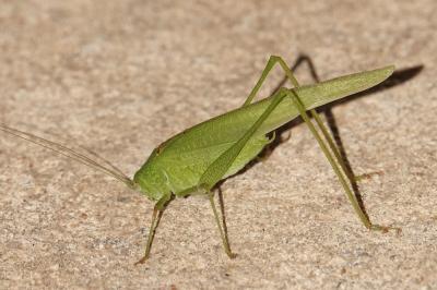 <i>Phaneroptera nana</i>