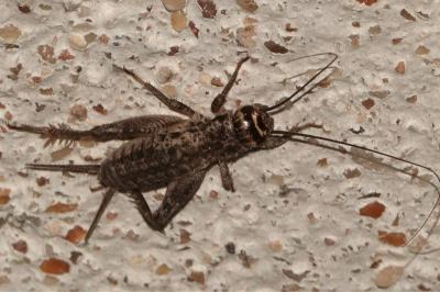 <i>Eumodicogryllus bordigalensis</i>