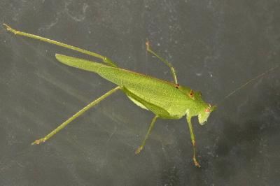 <i>Phaneroptera nana</i>