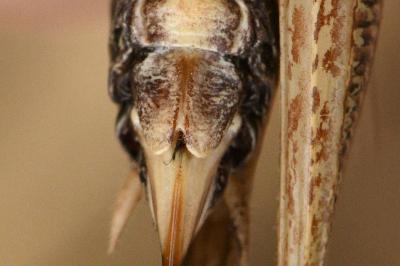 <i>Platycleis albopunctata</i>