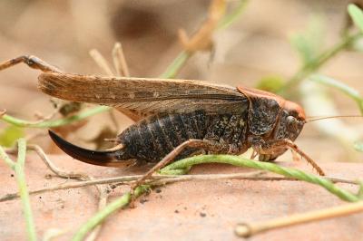 <i>Platycleis albopunctata</i>