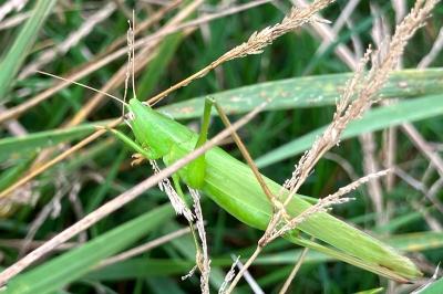 <i>Ruspolia nitidula</i>