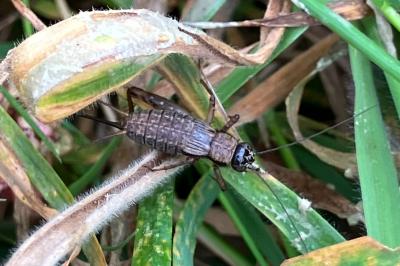 <i>Nemobius sylvestris</i>