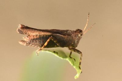 <i>Tetrix subulata</i>