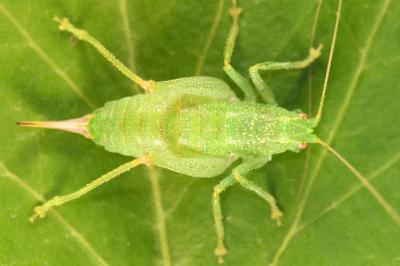 Cyrtaspis scutata