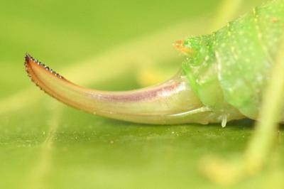 <i>Cyrtaspis scutata</i>