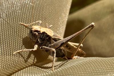 <i>Platycleis</i>