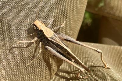 <i>Platycleis</i>