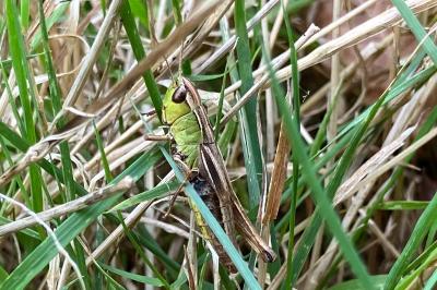 <i>Pseudochorthippus parallelus</i>