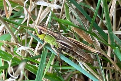 <i>Pseudochorthippus parallelus</i>