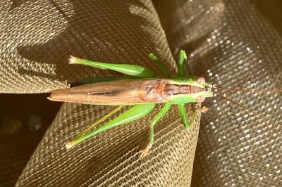 <i>Conocephalus fuscus</i>