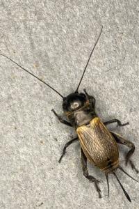 <i>Gryllus campestris</i>