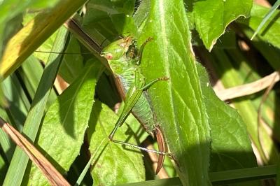 <i>Conocephalus dorsalis</i>