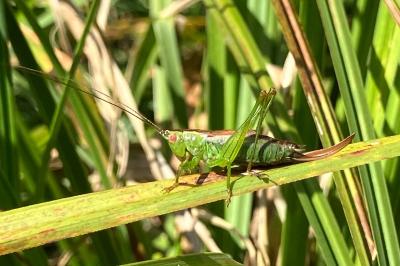 <i>Conocephalus dorsalis</i>