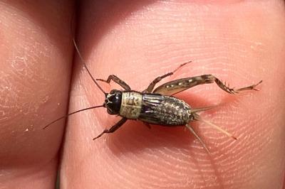 <i>Nemobius sylvestris</i>