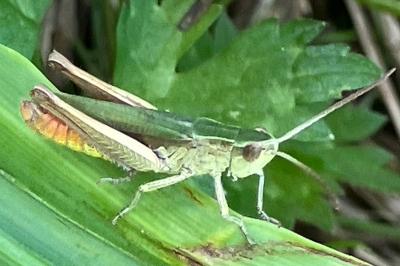 <i>Chorthippus</i>
