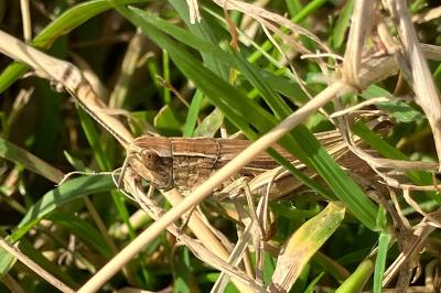 <i>Euchorthippus elegantulus</i>