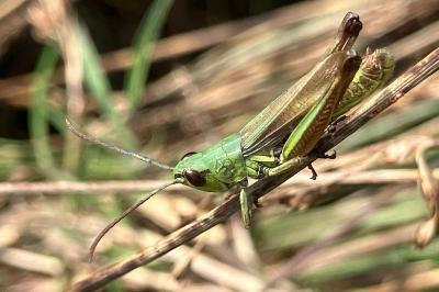 <i>Pseudochorthippus parallelus</i>