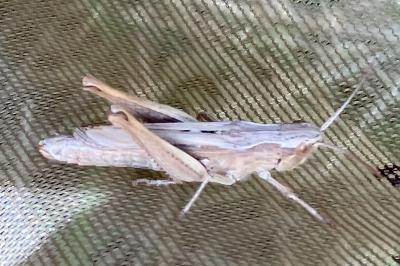 <i>Chorthippus dorsatus</i>