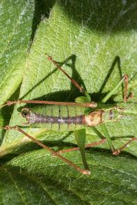 <i>Leptophyes punctatissima</i>