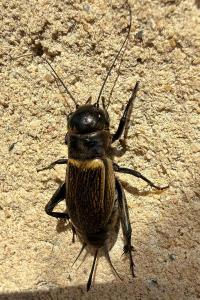 <i>Gryllus campestris</i>