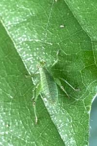 <i>Leptophyes</i>