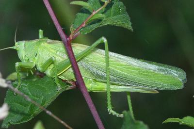 Tettigonia viridissima