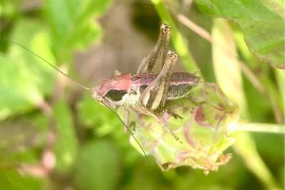Pholidoptera griseoaptera
